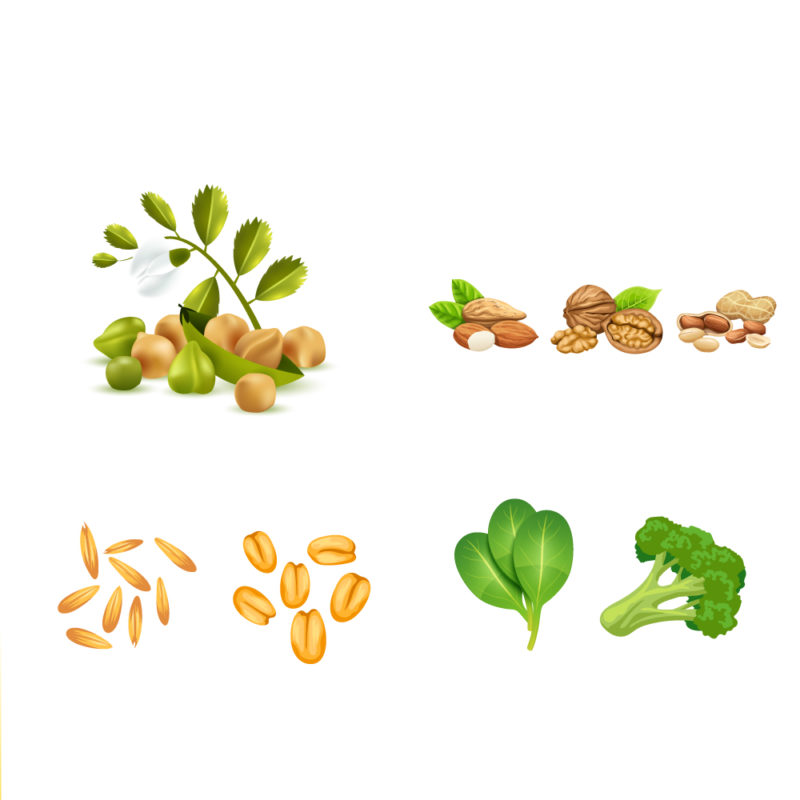 Animal Protein vs Plant Protein Full details you need to know